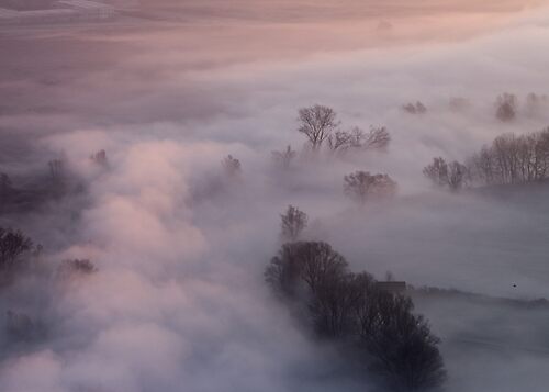 Trees in the mist