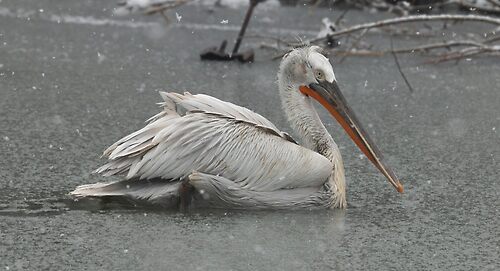 Pelican in the snow