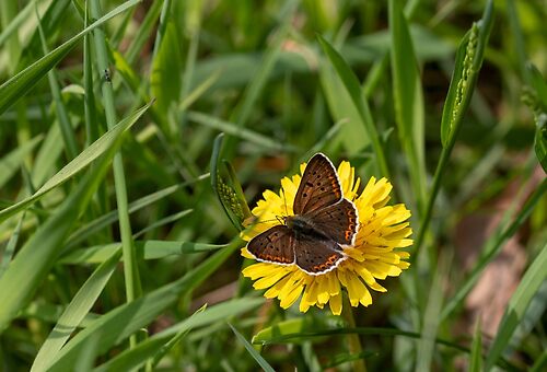 Sooty copper butterfly