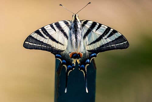 Scarce swallowtail butterfly