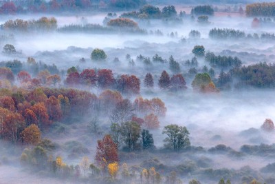 Morning mist around the trees