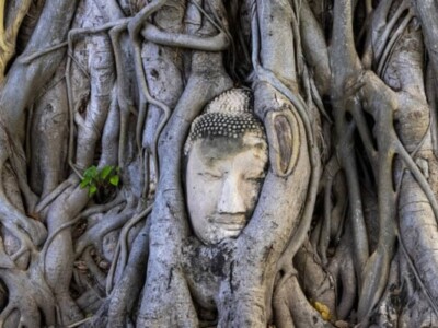 The head in the tree