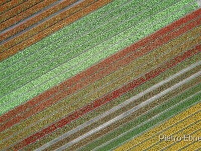 Tulip fields from drone